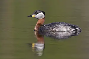 Red Necked Grebe Drucke: Red-necked Grebe