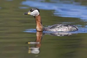 Wildlife Finland Drucke: Red-necked Grebe