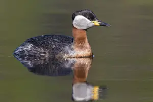 Wild Animals Of Europe Drucke: Red-necked Grebe