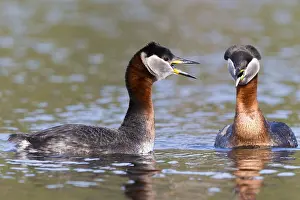 Wildlife Finland Drucke: Red-necked Grebe