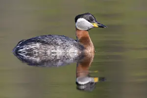 Wildlife Finland Drucke: Red-necked Grebe