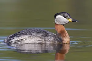 Wildlife Finland Drucke: Red-necked Grebe