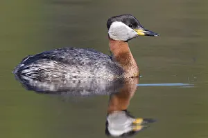 Red Necked Grebe Drucke: Red-necked Grebe