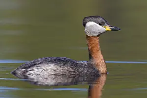 Wildlife Finland Drucke: Red-necked Grebe