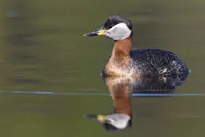 Rotrückenschnäppchen