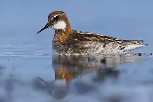 Wading Birds Europe Drucke: Red-necked Phalarope