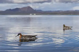 Red Necked Phalarope Drucke: Red-necked Phalarope