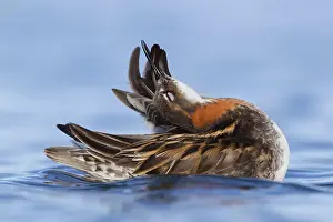 Rothhals-Phalarope