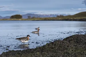 Daytime Bird Photography Drucke: Red-necked Phalarope