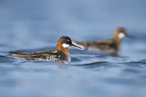Shorebird Wildlife Photos Drucke: Red-necked Phalarope