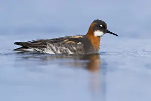 Wader Bird Species Drucke: Red-necked Phalarope