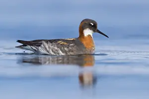 Bilder Datiert 28. Mai 2017: Rotschenkel-Phalarope