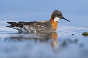 Bilder Datiert 28. Mai 2017: Rotschenkel-Phalarope