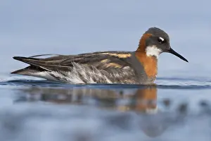 Wader Bird Species Drucke: Red-necked Phalarope