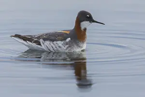Red Necked Phalarope Drucke: Red-necked Phalarope