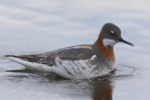 Red Necked Phalarope Drucke: Red-necked Phalarope
