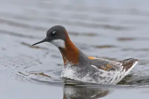 Norway Wildlife Photos Drucke: Red-necked Phalarope