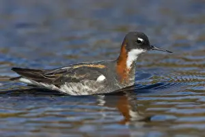 Red Necked Phalarope Drucke: Red-necked Phalarope