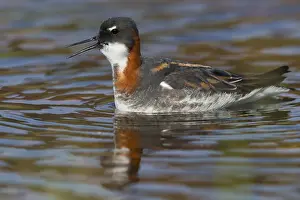 Rotschenkel-Phalarope