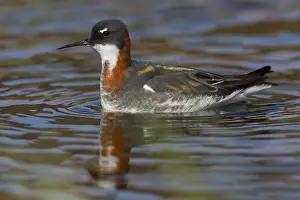 Norway Wildlife Photos Drucke: Red-necked Phalarope