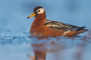 American Shorebird Drucke: Red Phalarope, Phalaropus fulicarius