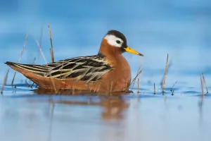 Alaska Wildlife Images Drucke: Red Phalarope, Phalaropus fulicarius