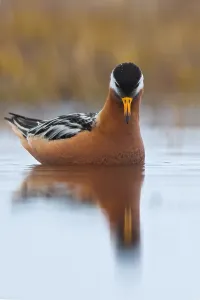 Roter Phälanrop, Phalaropus fulicarius