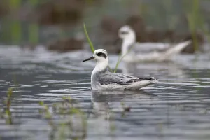 Shorebird Wildlife Photos Drucke: Red Phalarope, Phalaropus fulicarius