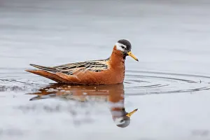 Female Bird Species Drucke: Red Phalarope; Phalaropus fulicarius