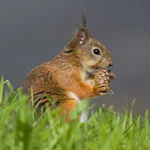 Sciuridae Species Images Drucke: Red Squirrel
