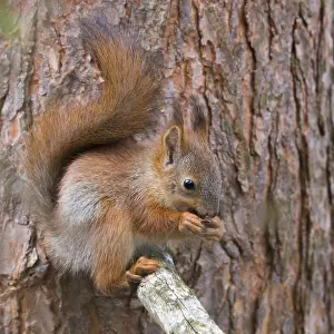 Finland Nature Photos Drucke: Red Squirrel
