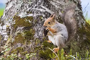 Sciurus Vulgaris Drucke: Red Squirrel