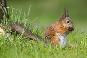 Wild Animal Portrait Photography Drucke: Red Squirrel