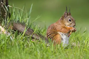 Sciurus Vulgaris Drucke: Red Squirrel