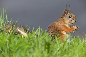 European Wildlife Nature Drucke: Red Squirrel