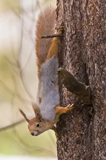 Sciurus Vulgaris Portrait Drucke: Red Squirrel