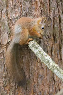 Sciurus Vulgaris Drucke: Red Squirrel