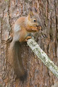 Pine Tree Wildlife Drucke: Red Squirrel