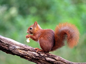European Red Squirrel Drucke: Red Squirrel, Sciurus vulgaris