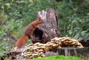European Red Squirrel Drucke: Red Squirrel, Sciurus vulgaris