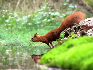 European Red Squirrel Drucke: Red Squirrel, Sciurus vulgaris