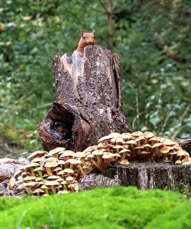 European Red Squirrel Drucke: Red Squirrel, Sciurus vulgaris