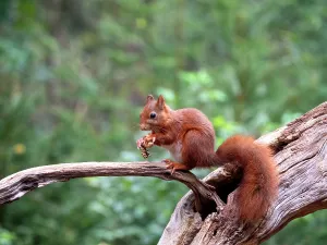 European Red Squirrel Drucke: Red Squirrel, Sciurus vulgaris