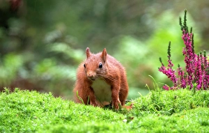 Bilder Datiert 22. Januar 2021: Echte Eichhörnchen, Sciurus vulgaris