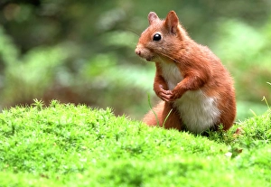 Red Squirrel In The Wild Drucke: Red Squirrel, Sciurus vulgaris