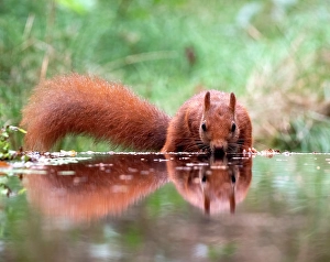 Natural Environment Europe Drucke: Red Squirrel, Sciurus vulgaris
