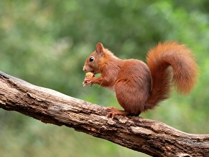 European Red Squirrel Drucke: Red Squirrel, Sciurus vulgaris