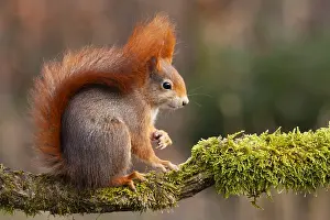 Garden Wildlife Photography Drucke: Red squirrel, Sciurus vulgaris