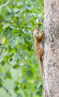 European Red Squirrel Drucke: Red Squirrel, Sciurus vulgaris
