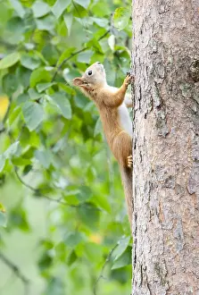 Mammals In Europe Drucke: Red Squirrel, Sciurus vulgaris